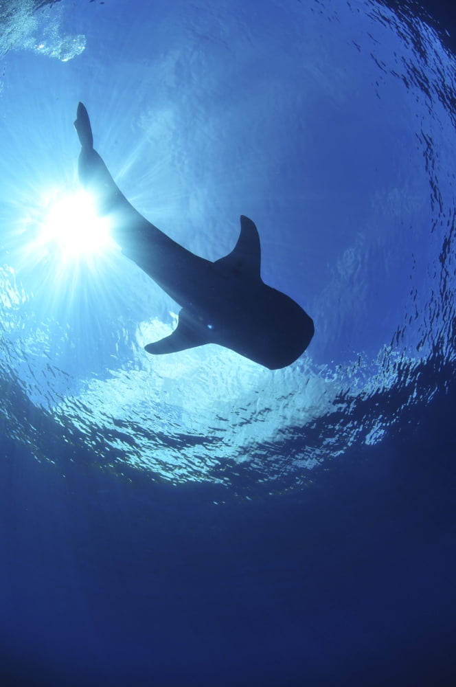 Whale shark near surface with sun rays Canvas Art - Mathieu MeurStocktrek Images (12 x 18)