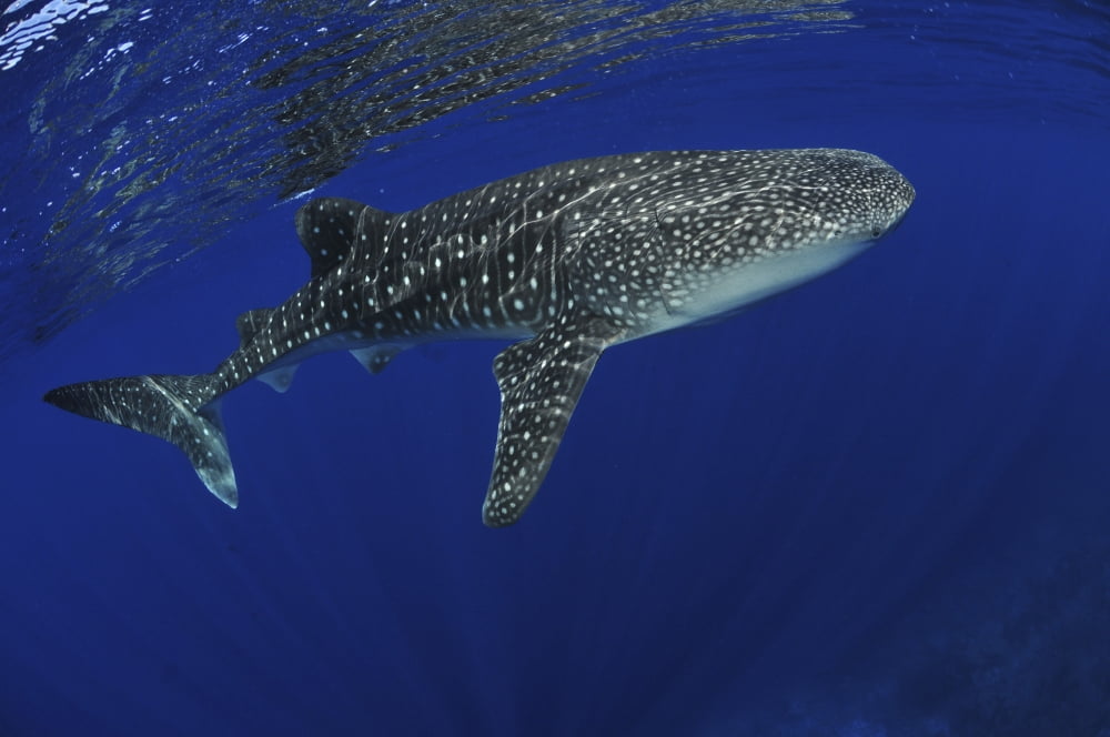 Whale shark near surface with sun rays Canvas Art - Mathieu MeurStocktrek Images (35 x 23)