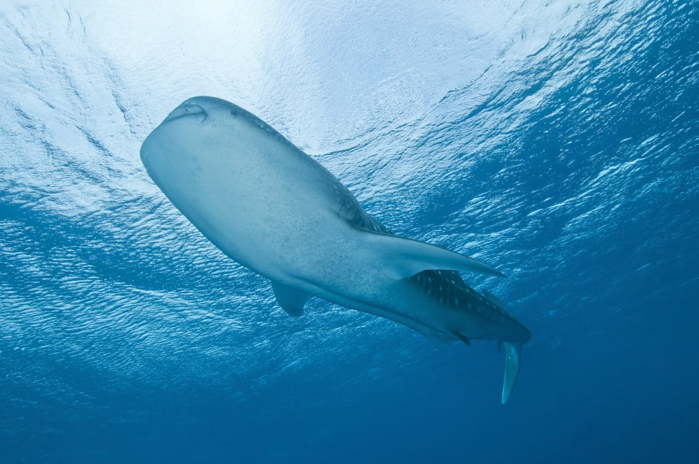 Whale shark passing overhead near the surface Ari and Male Atoll Maldives Canvas Art - Mathieu MeurStocktrek Images (18 x 12)