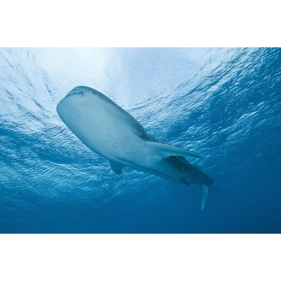 Whale shark passing overhead near the surface Ari and Male Atoll Maldives Canvas Art - Mathieu MeurStocktrek Images (18 x 12)