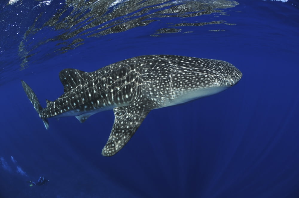 Whale shark reflected on surface Christmas Island Australia Canvas Art - Mathieu MeurStocktrek Images (35 x 23)