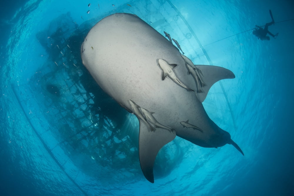 Whale shark seen from below with remoras clinging to its belly Canvas Art - Mathieu MeurStocktrek Images (17 x 12)