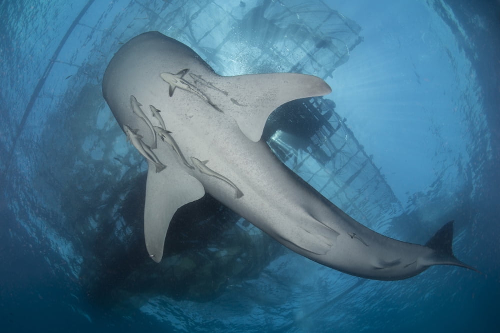Whale shark seen from below with remoras clinging to its belly Canvas Art - Mathieu MeurStocktrek Images (34 x 23)