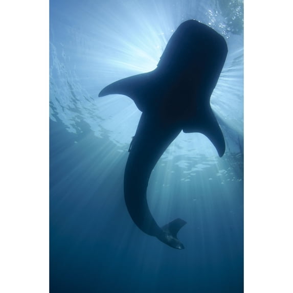 Whale shark silhouette Cenderawasih Bay Indonesia. Poster Print by VWPics/Stocktrek Images
