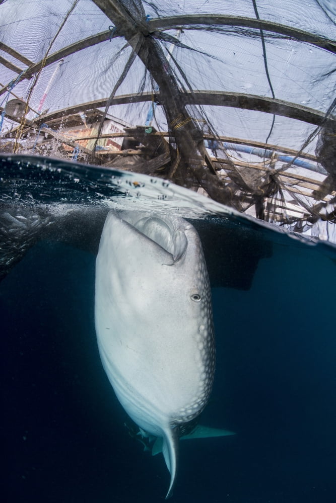 Whale shark sucking at fishing nets for scraps of fish Canvas Art - Mathieu MeurStocktrek Images (12 x 17)
