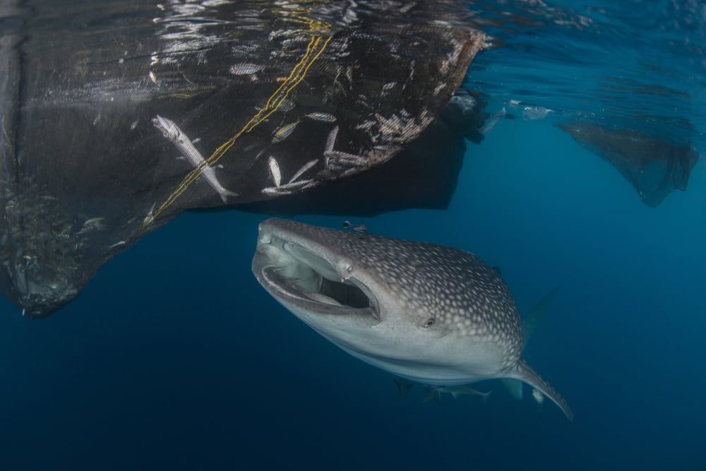 Whale shark sucking at fishing nets for scraps of fish Canvas Art - Mathieu MeurStocktrek Images (17 x 12)