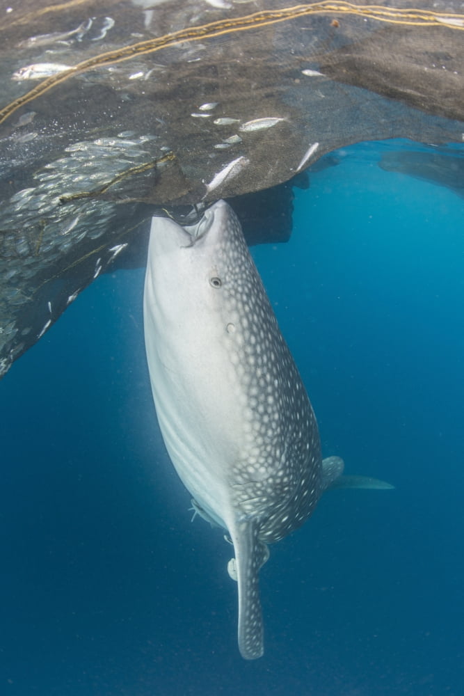 Whale shark sucking at fishing nets for scraps of fish Canvas Art - Mathieu MeurStocktrek Images (23 x 34)