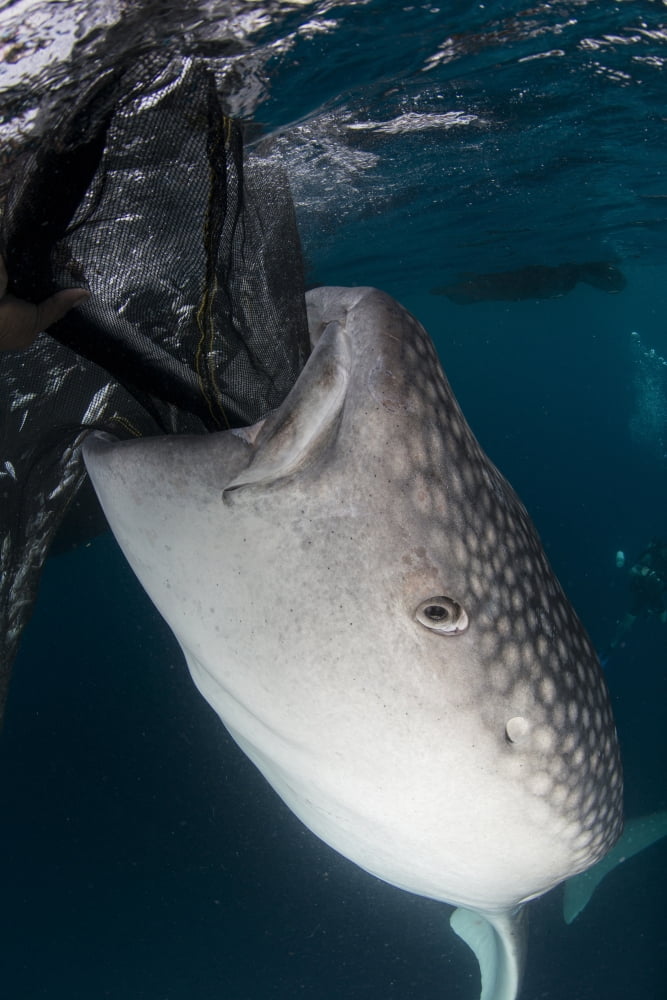 Whale shark sucking at fishing nets for scraps of fish Canvas Art - Mathieu MeurStocktrek Images (23 x 34)