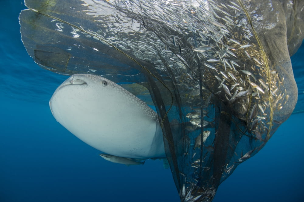 Whale shark swimming around near the surface under fishing nets Canvas Art - Mathieu MeurStocktrek Images (17 x 12)