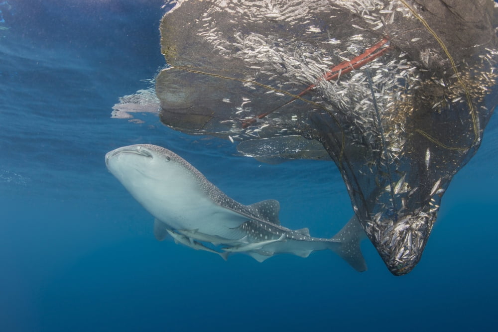 Whale shark swimming around near the surface under fishing nets Canvas Art - Mathieu MeurStocktrek Images (17 x 12)