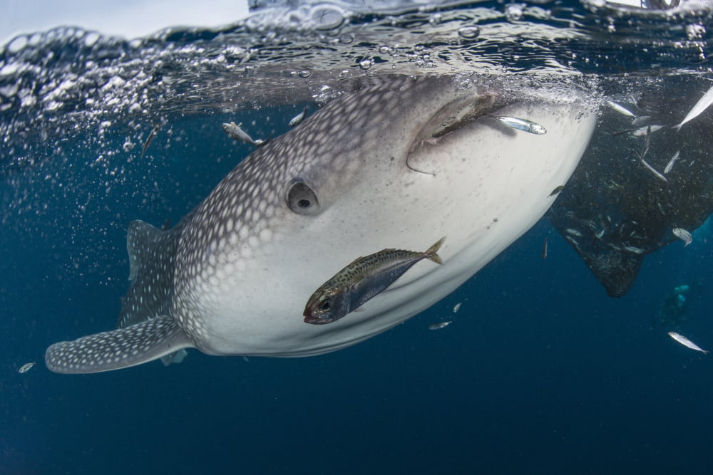 Whale shark swimming around near the surface under fishing nets Canvas Art - Mathieu MeurStocktrek Images (17 x 12)