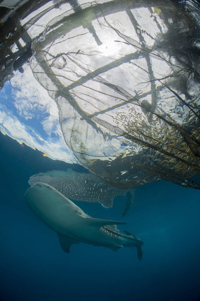 Whale shark swimming around near the surface under fishing nets Canvas Art - Mathieu MeurStocktrek Images (23 x 34)