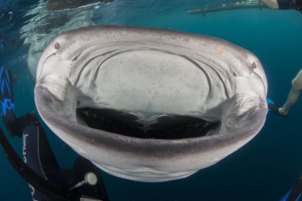 Whale shark swimming towards divers with mouth wide open Canvas Art - Mathieu MeurStocktrek Images (17 x 12)