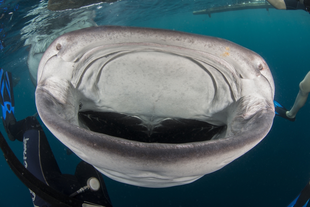 Whale shark swimming towards divers with mouth wide open Canvas Art - Mathieu MeurStocktrek Images (34 x 23)