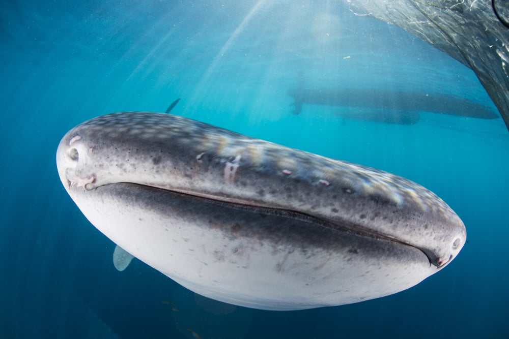 Whale shark swimming under a boat with sunrays cutting through the water Canvas Art - Mathieu MeurStocktrek Images (17 x 12)