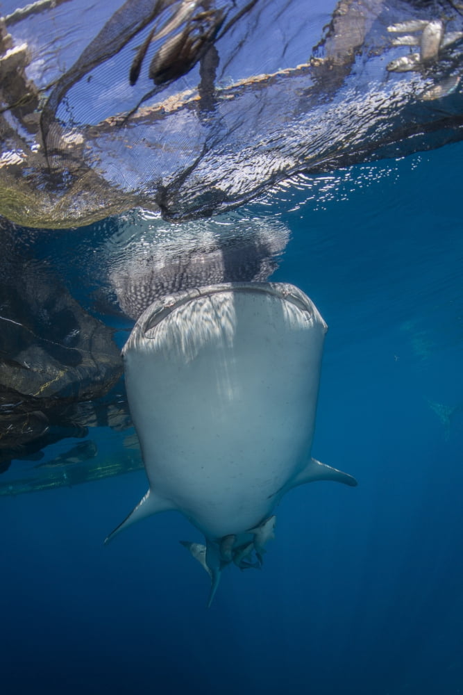 Whale shark swimming under bagan and fishing nets Canvas Art - Mathieu MeurStocktrek Images (12 x 17)