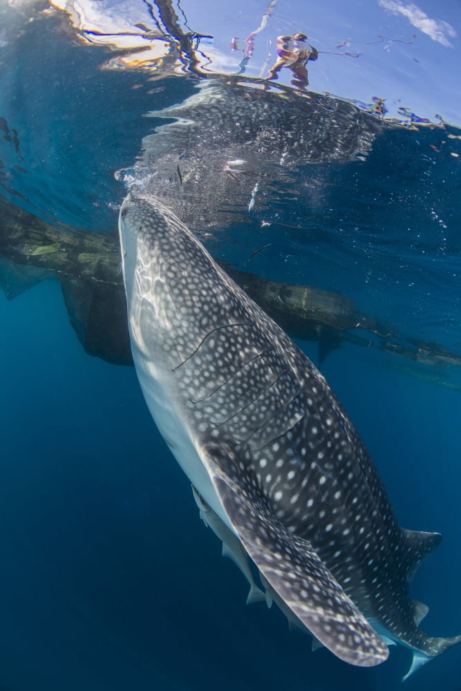 Whale shark swimming under bagan and fishing nets Canvas Art - Mathieu MeurStocktrek Images (12 x 17)