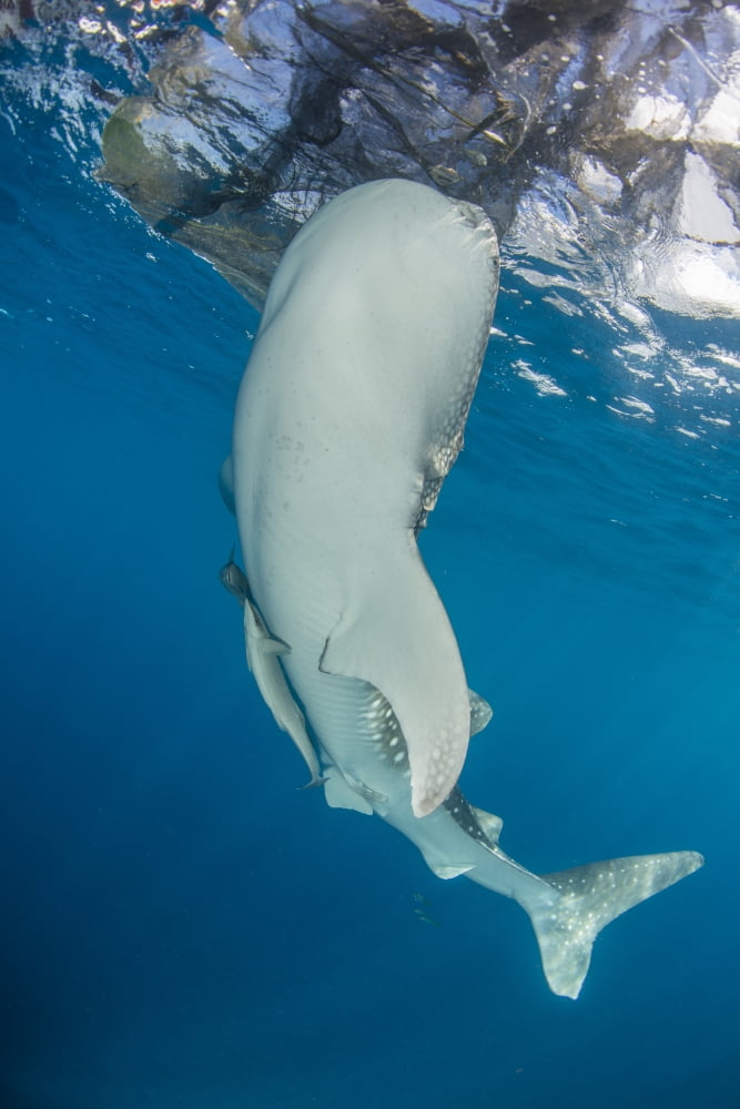 Whale shark swimming under bagan and fishing nets Canvas Art - Mathieu MeurStocktrek Images (23 x 34)