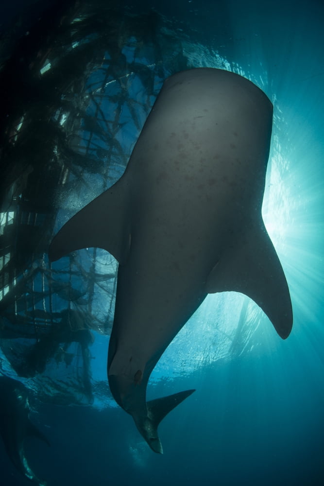 Whale shark swimming up to the surface silhouetted against sunrays Canvas Art - Mathieu MeurStocktrek Images (12 x 17)