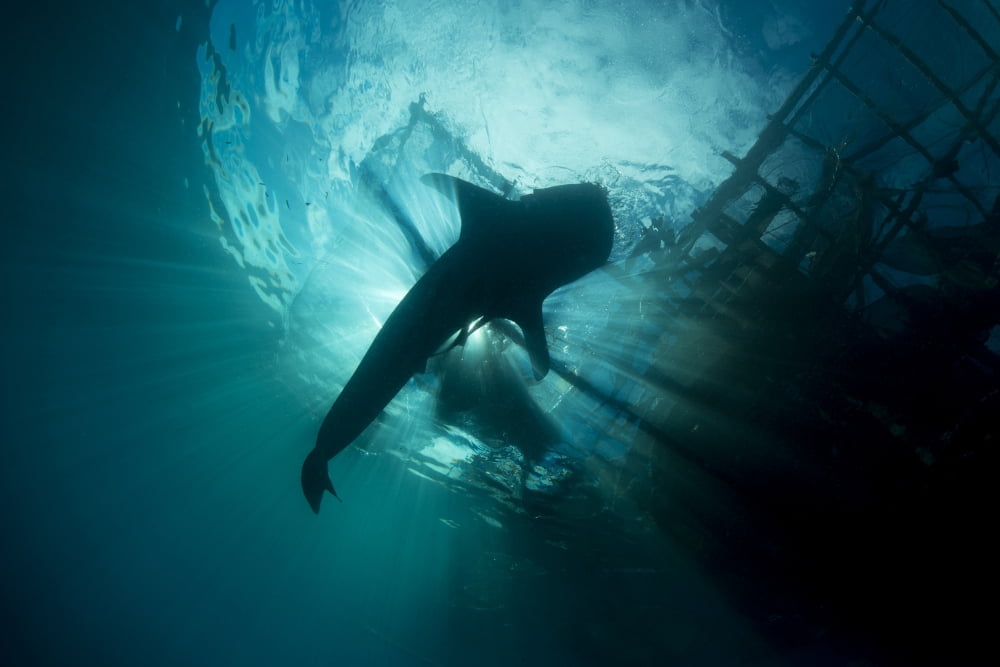 Whale shark swimming up to the surface silhouetted against sunrays Canvas Art - Mathieu MeurStocktrek Images (34 x 23)