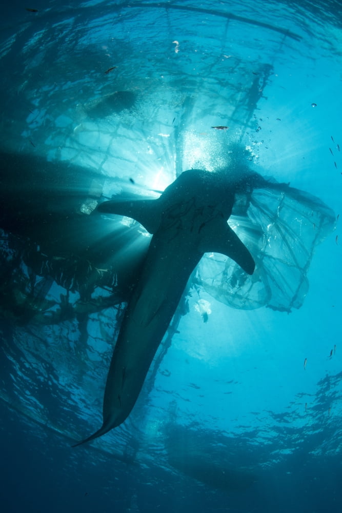 Whale shark swimming up to the surface silhouetted against the sun Canvas Art - Mathieu MeurStocktrek Images (12 x 17)