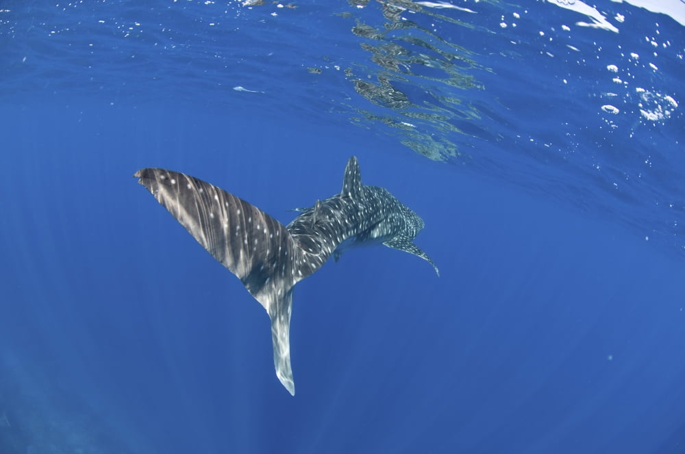 Whale shark tail near surface with sun rays Canvas Art - Mathieu MeurStocktrek Images (18 x 12)