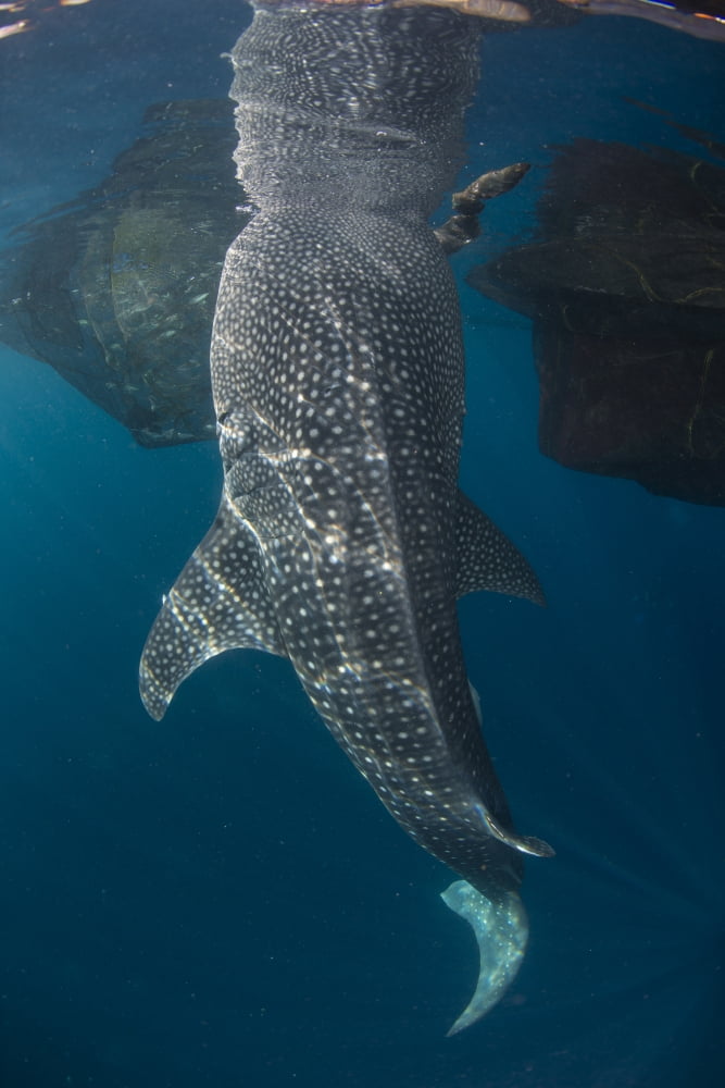 Whale shark with head reflected on surface Canvas Art - Mathieu MeurStocktrek Images (12 x 17)