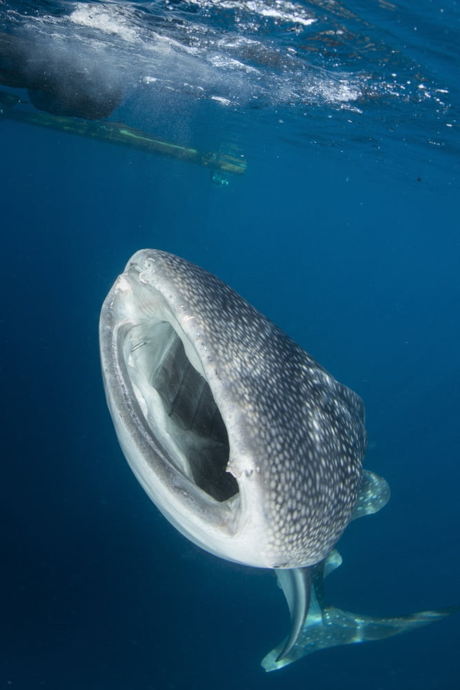 Whale shark with mouth wide open Cenderawasih Bay Indonesia Canvas Art - Mathieu MeurStocktrek Images (12 x 17)
