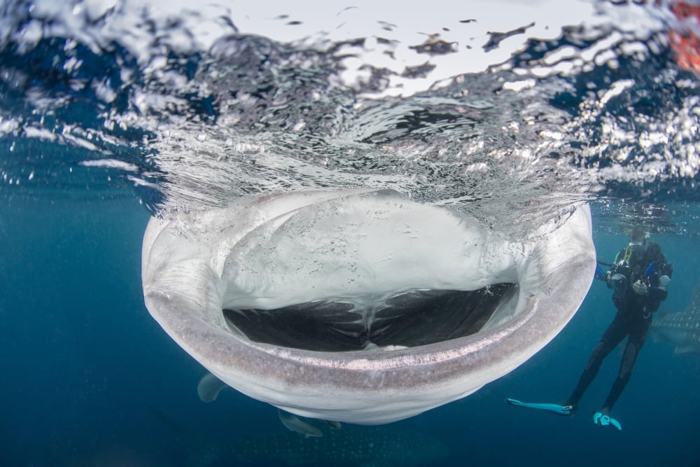 Whale shark with mouth wide open while diver looks on Canvas Art - Mathieu MeurStocktrek Images (17 x 12)