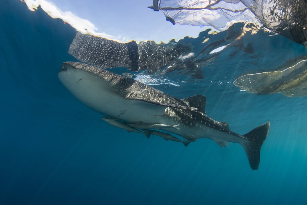 Whale shark with remora Cenderawasih Bay Indonesia Canvas Art - Mathieu MeurStocktrek Images (17 x 12)
