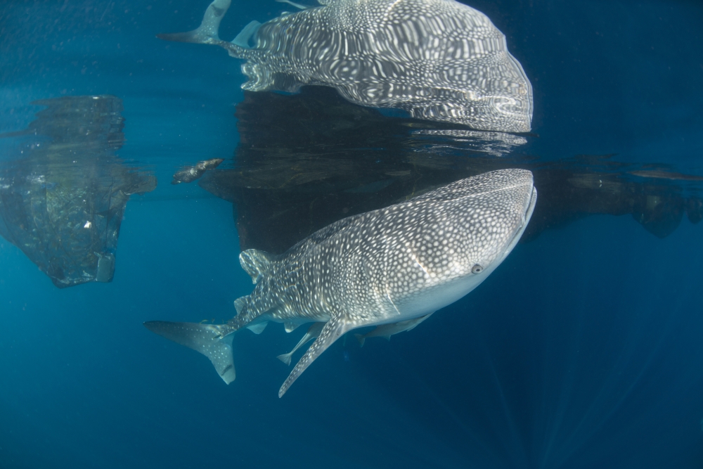 Whale shark with remora its body reflected on the surface Canvas Art - Mathieu MeurStocktrek Images (34 x 23)