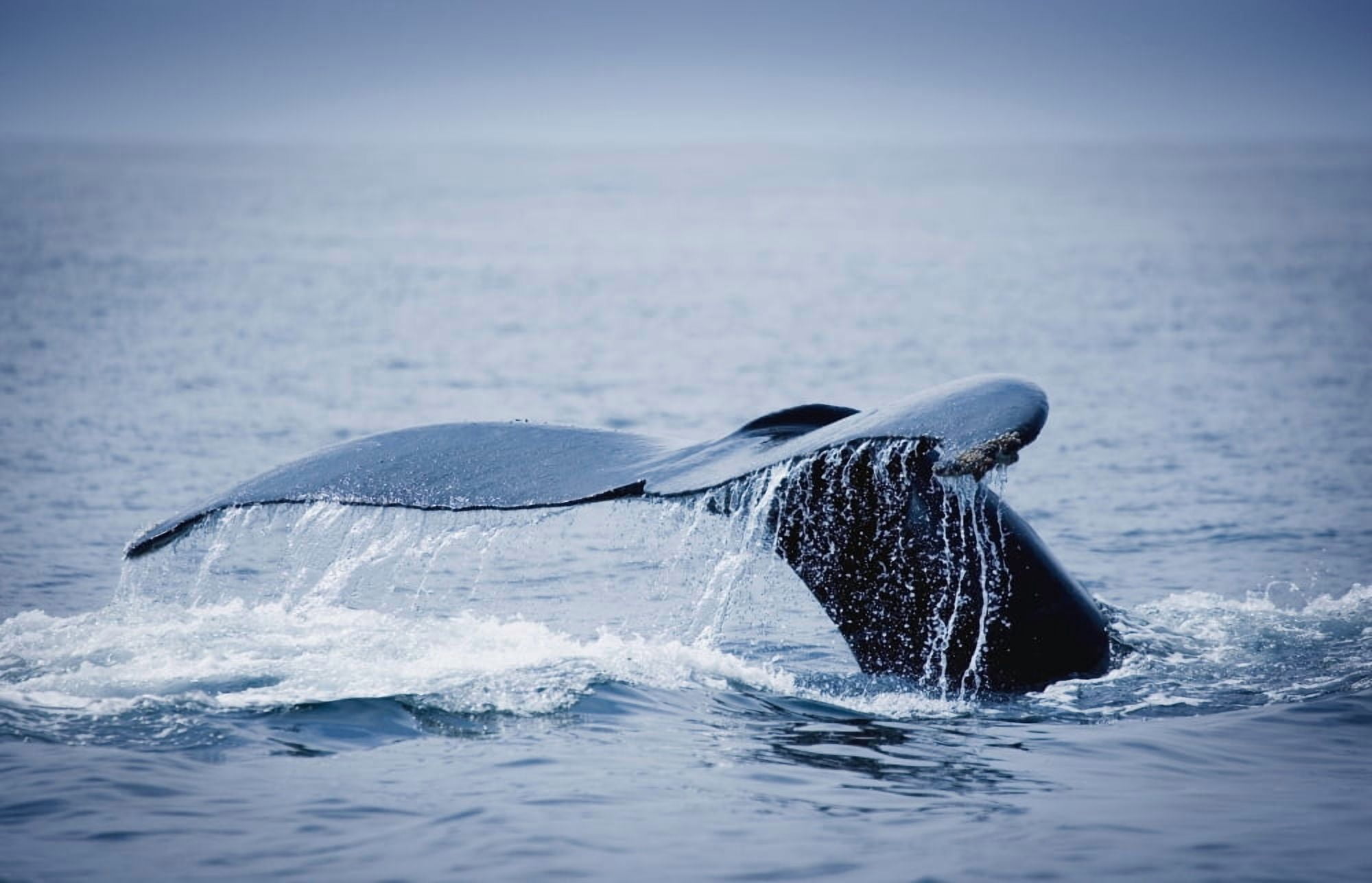 Whales Fluke Canvas Art - Darren Greenwood  Design Pics (17 x 11)