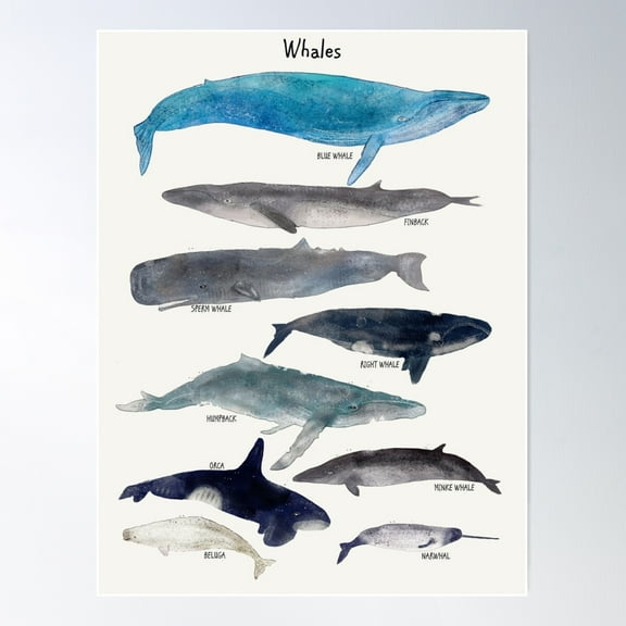 Whales Poster Wall Art, Modern Wall Decor For Living Room Bedroom, 16x24 UNFRAMED
