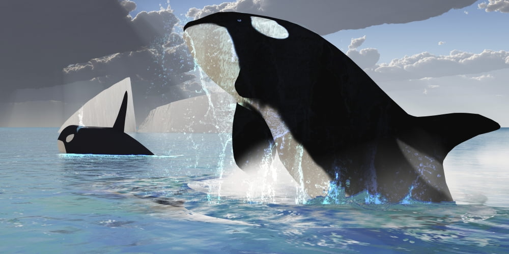 Whales burst from the ocean in a great splash of water Canvas Art - Corey FordStocktrek Images (20 x 10)