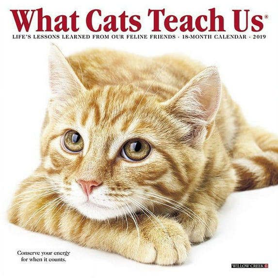 What Cats Teach Us Mini 2019 Wall Calendar (Other)