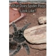 thumbnail image 1 of What Does Spider Poop Look Like?, (Paperback), 1 of 1