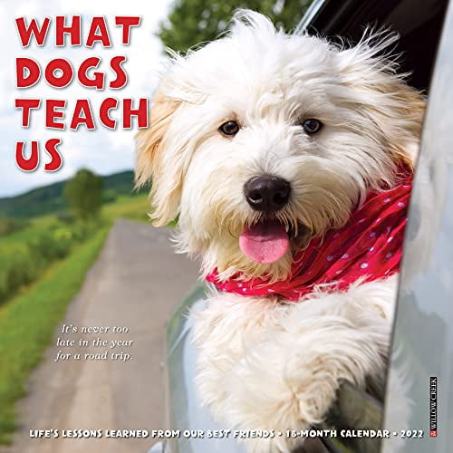 Pre-Owned What Dogs Teach Us 2022 Mini Wall Calendar Paperback