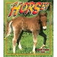 thumbnail image 1 of Pre-Owned What Is a Horse? 9780865059849 /, 1 of 1