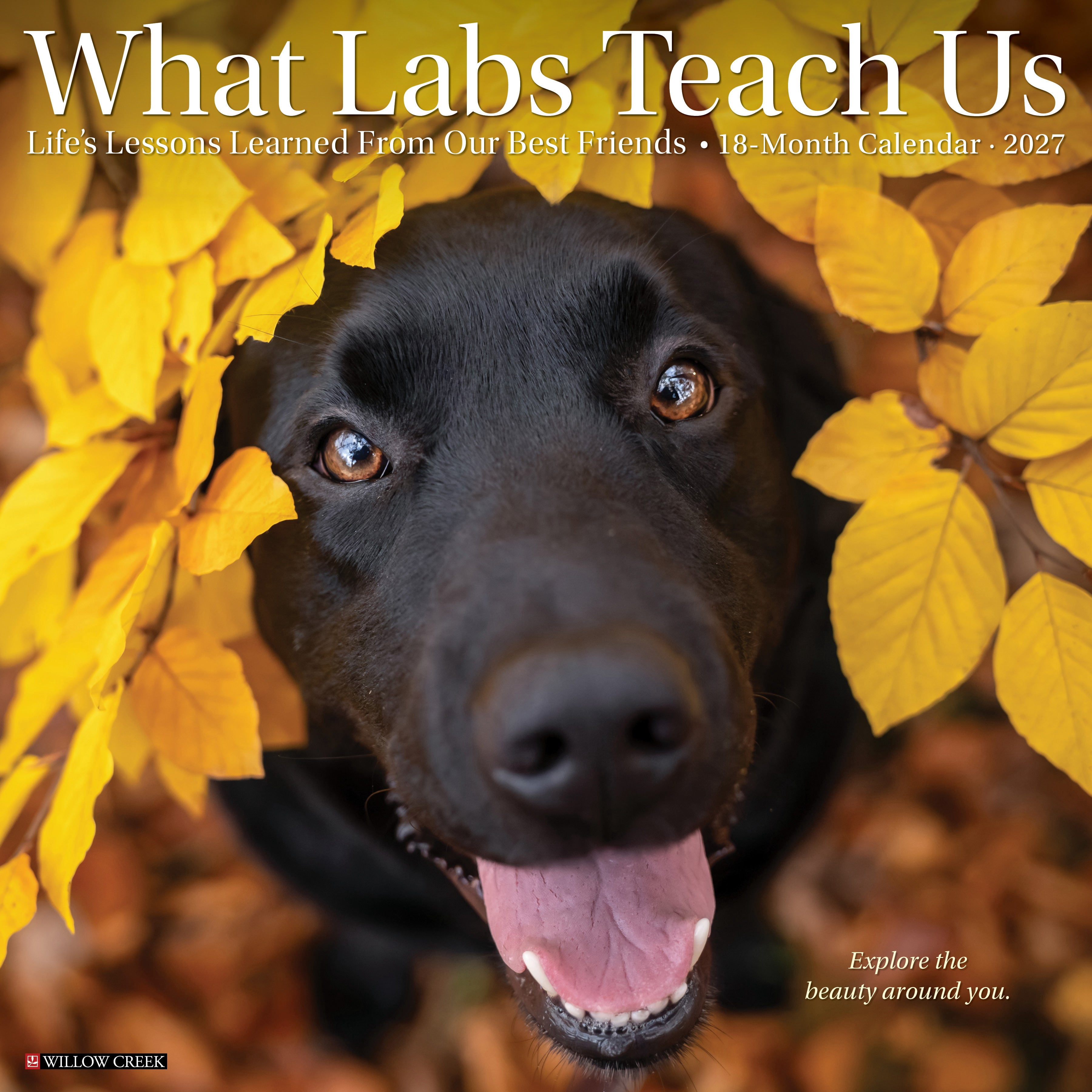 Willow Creek Press, What Labs Teach Us 2027 Wall Calendar