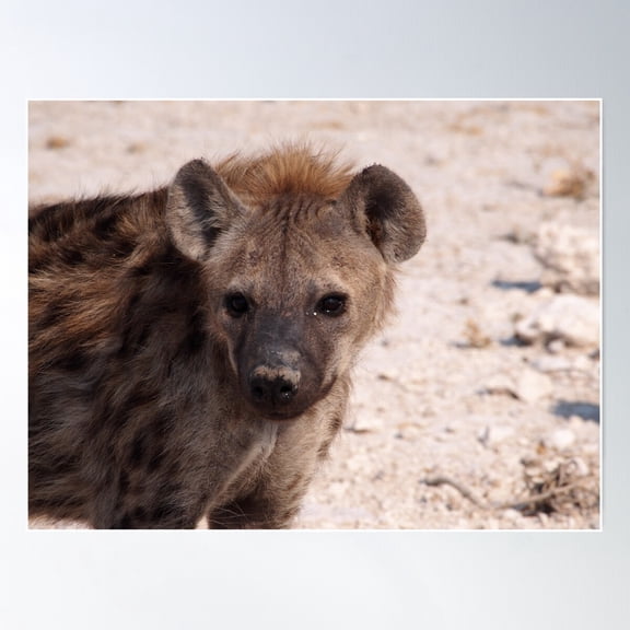 What You Lookin' At? Hyena Hello In Namibia Poster Wall Art, Modern Wall Decor For Living Room Bedroom, 12x18 UNFRAMED