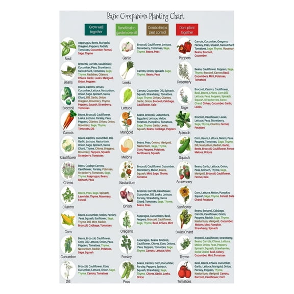 What to Plant Together Chart Companion Planting Guide Laminated Vegetable Herb Poster for Organic Garden Healthy Growth Kitchen Garden Decor