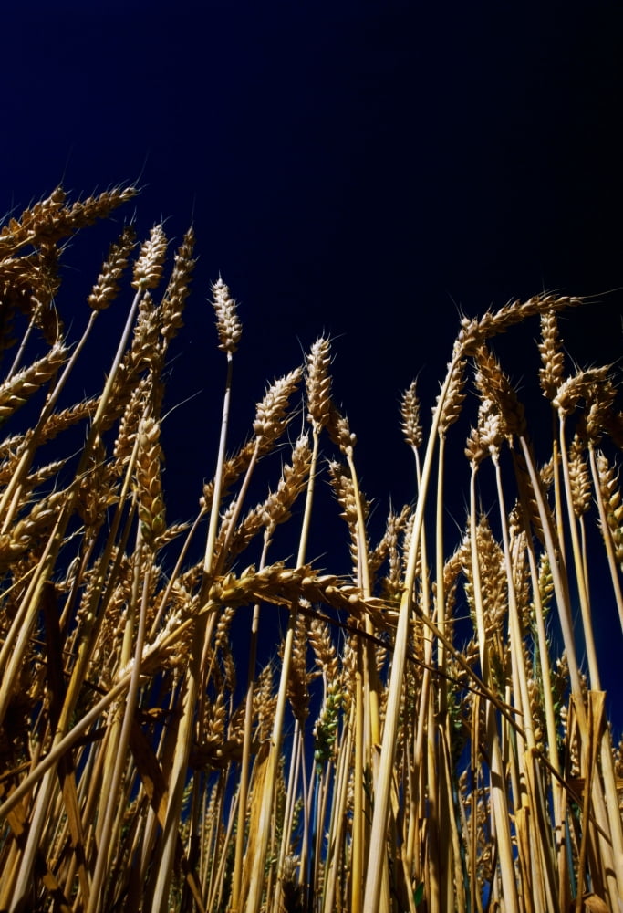 Wheat Canvas Art - The Irish Image Collection Design Pics (12 x 18)