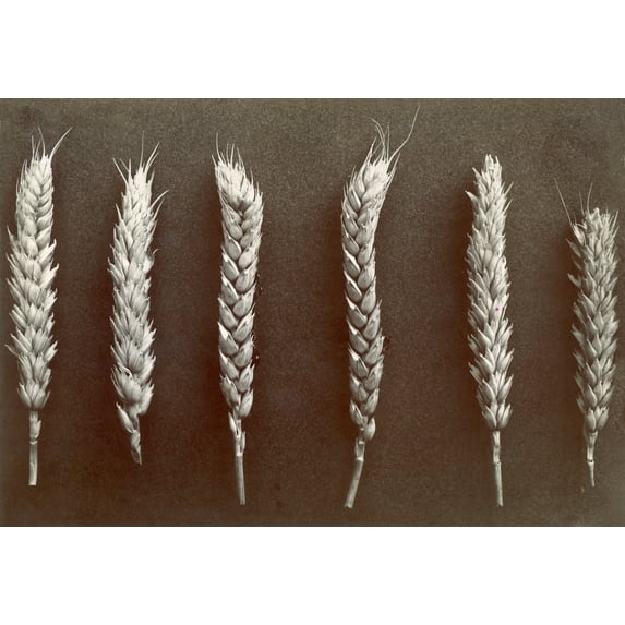Wheat. Courtesy Csu Archives Everett Collection History (36 x 24)