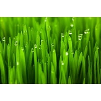 Wheat Cover Crop Seeds | Made in USA (2 Pounds)