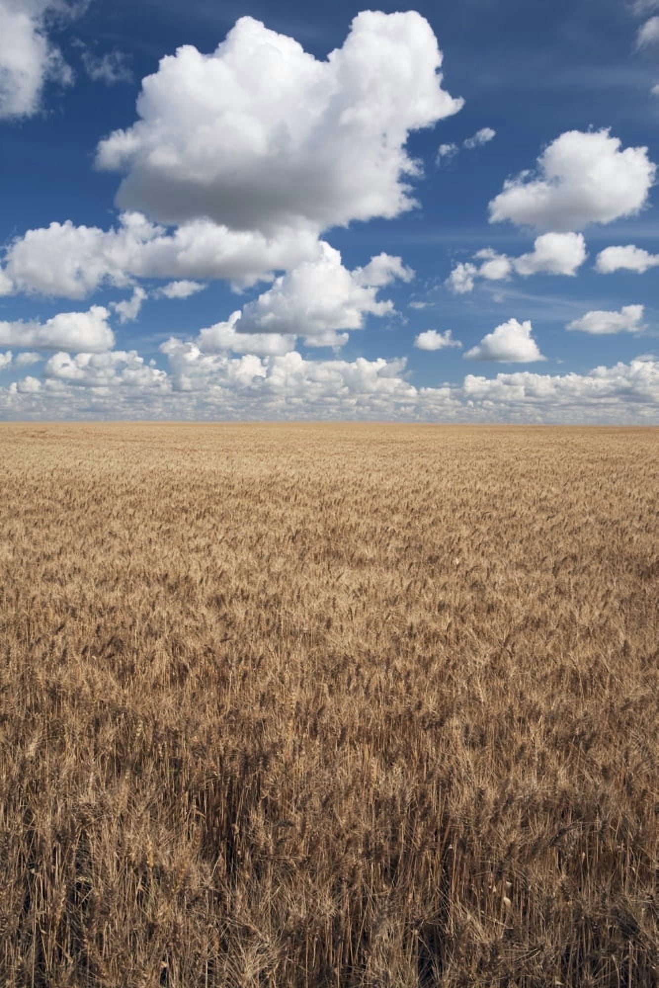 Wheat Field And Clouds In The Sky Canvas Art - Michael Interisano Design Pics (12 x 19)