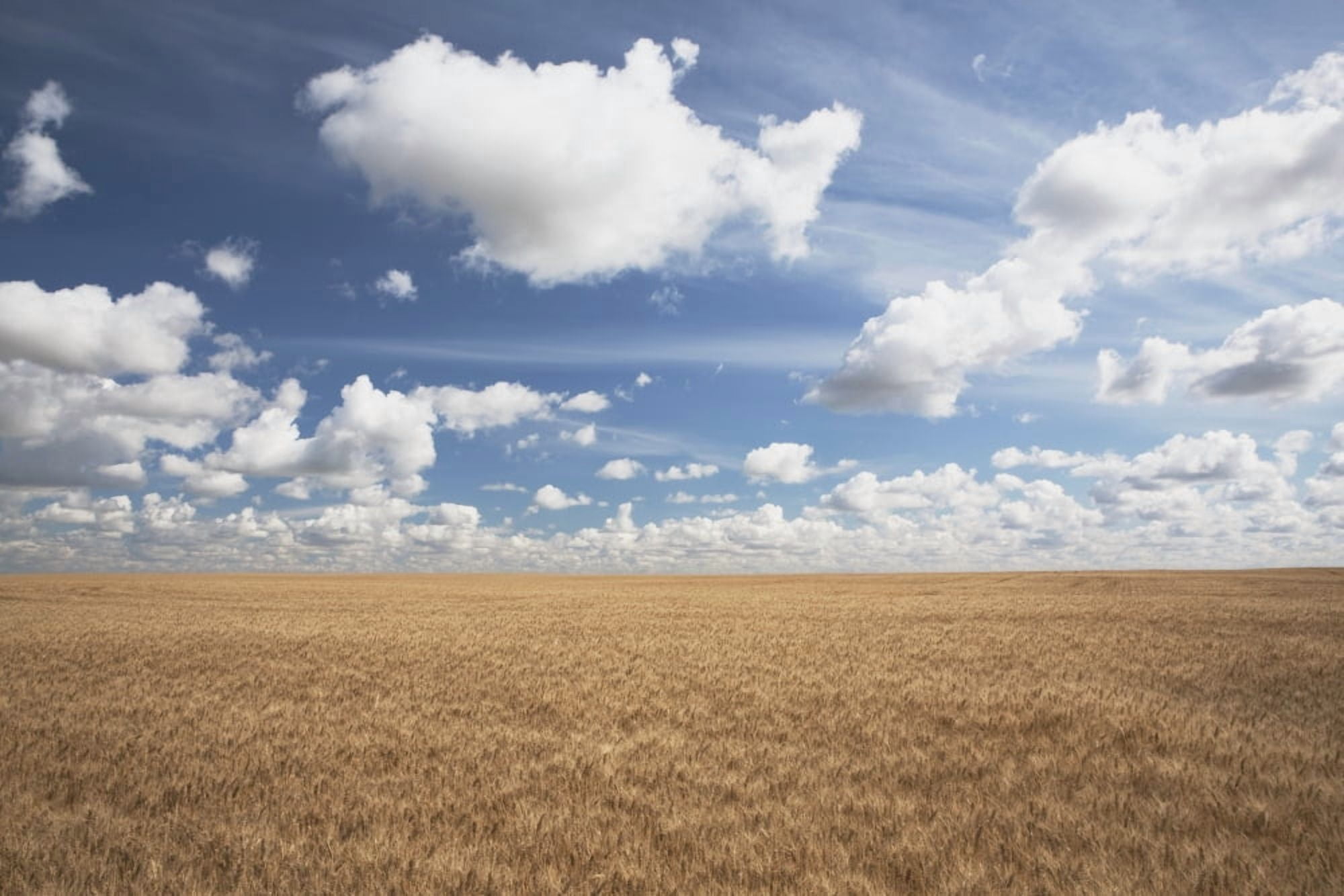 Wheat Field And Clouds In The Sky Canvas Art - Michael Interisano Design Pics (38 x 24)