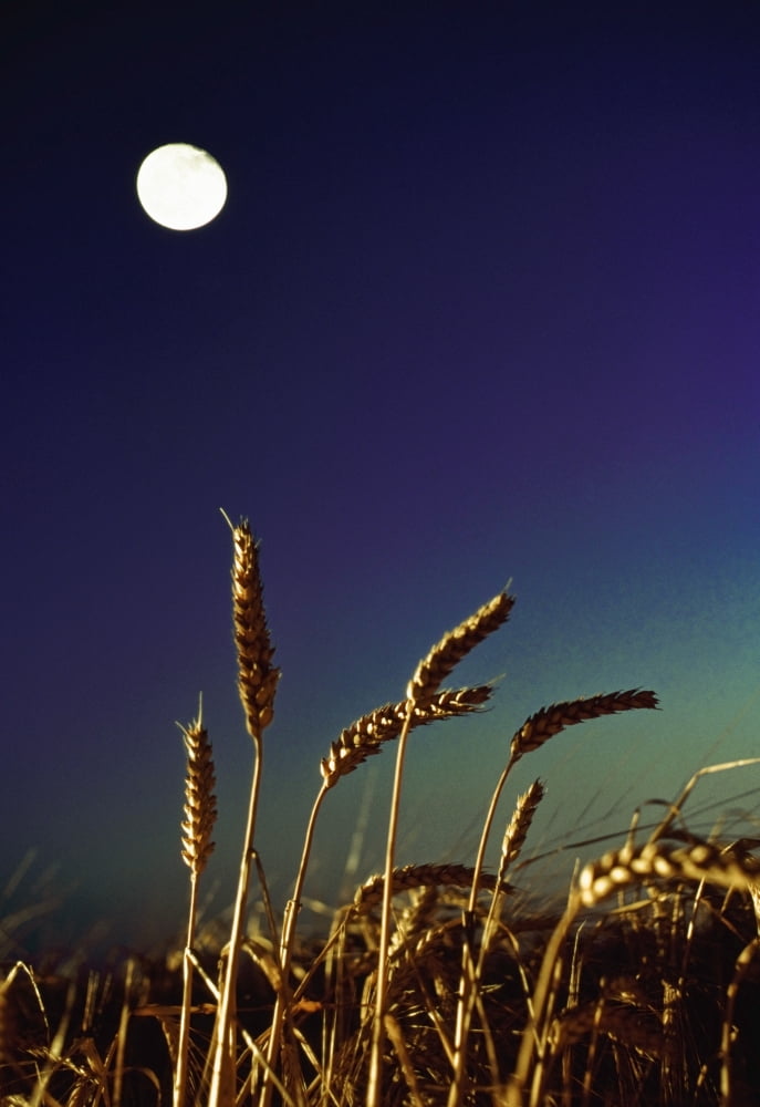 Wheat Field At Night Under The Moon Canvas Art - The Irish Image Collection Design Pics (12 x 18)