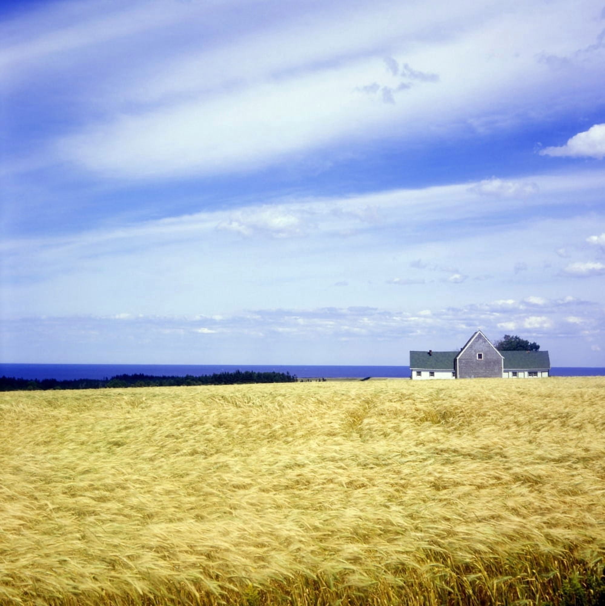 Wheat Field Canvas Art - David Chapman Design Pics (15 x 15)