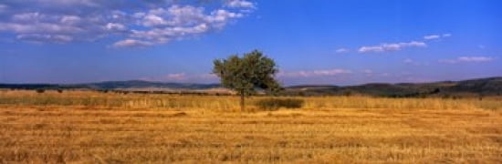 Wheat Field Central Anatolia Turkey Canvas Art - Panoramic Images (36 x 12)