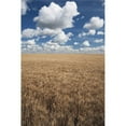 thumbnail image 1 of Wheat Field & Clouds In the Sky Poster Print, 24 x 38, 1 of 1
